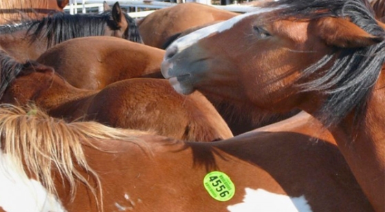 Horses tagged for slaughter for human consumption.