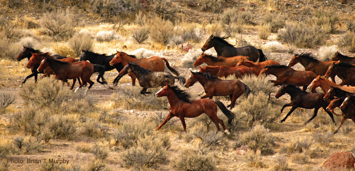 American Wild Mustang