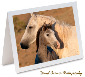Mustang Mare and Foal. Cropped from an image by David Cramer 
Photography 2009.