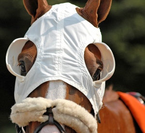 Racehorse in blinkers. Google image.