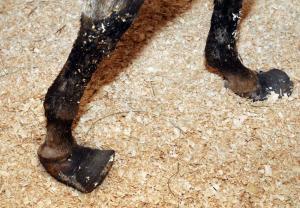 Rescued mare Cheyenne with seriously deformed hooves.  Mara Lavitt/New Haven Register.
