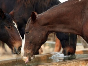 Wild Horses Drinking Water.  Google image.