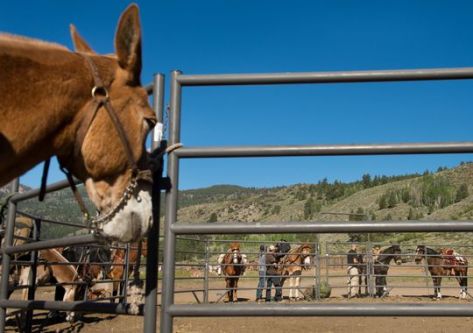 Mules will also be used by Special Forces. (Photo: Jack Gruber, USA TODAY)