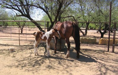 Paint filly and her mother, a young mare rescued from a Canadian Premarin farm and awaiting adoption in southern Arizona