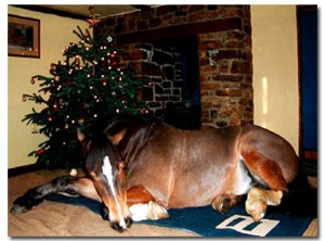 What, is that a horse under that Christmas tree? Google image.