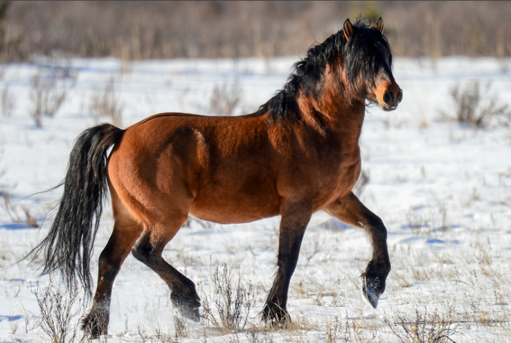 Wild stallion, Alberta, Canada. Google image.