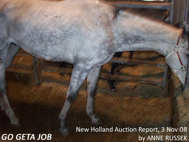 Go Geta Job nibbles some hay at the New Holland Auction, Pa, 3 Nov 2008.  The Thoroughbred last raced at Thistledown Racecourse for owner trainer Fernando Silva on Sept 14, 2008. Report and Image by Anne Russek.