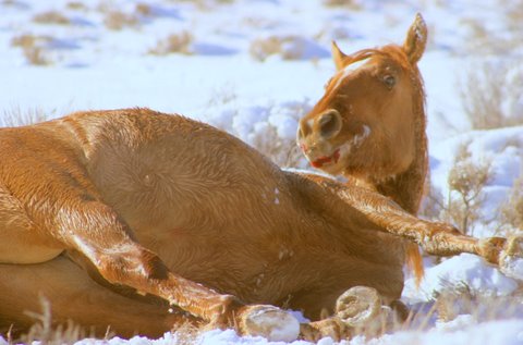 Wild horse Jewel, run down in the snow during BLM winter gather, died.