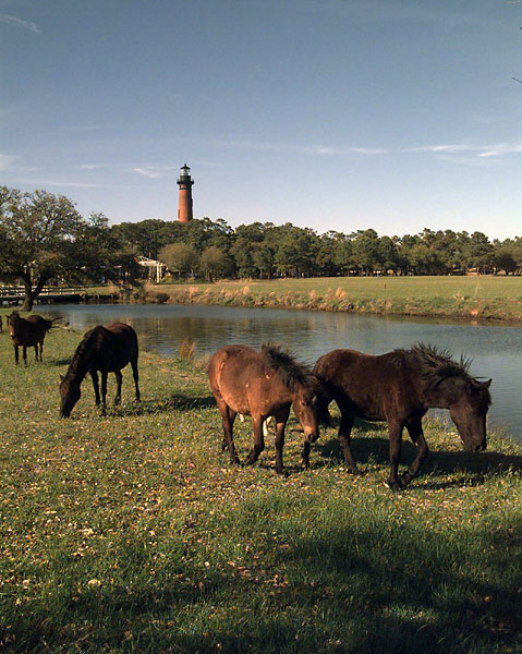 Wild horses at Corolla walk near the Currituck Beach Lighthouse recently. (Drew Wilson | The Virginian-Pilot)