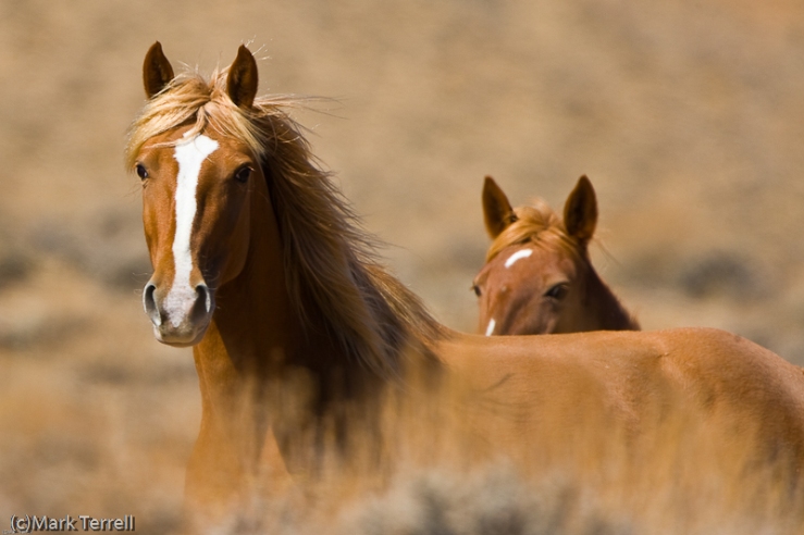 Twin Peaks HMA California Mustangs