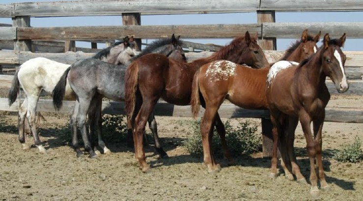 Warm Springs Foals. BLM Photo.