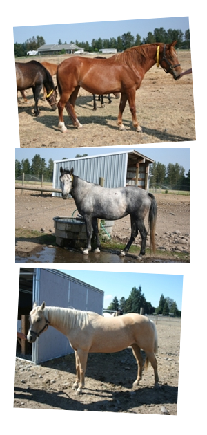 OSU Research Mares for Sale