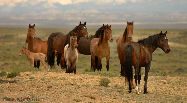 Wild Horses Wyoming by Ken Driese