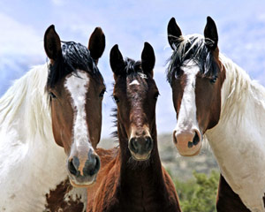 Trio of Wild Horses of Wyoming by Mark Kirkland