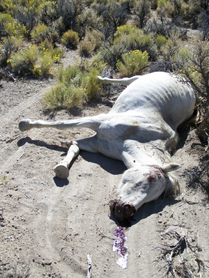 Wild horse shot dead during roundup. Image by Craig Downer.