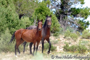 West Douglas Herd Mustangs. Pam Nickoles Photography.