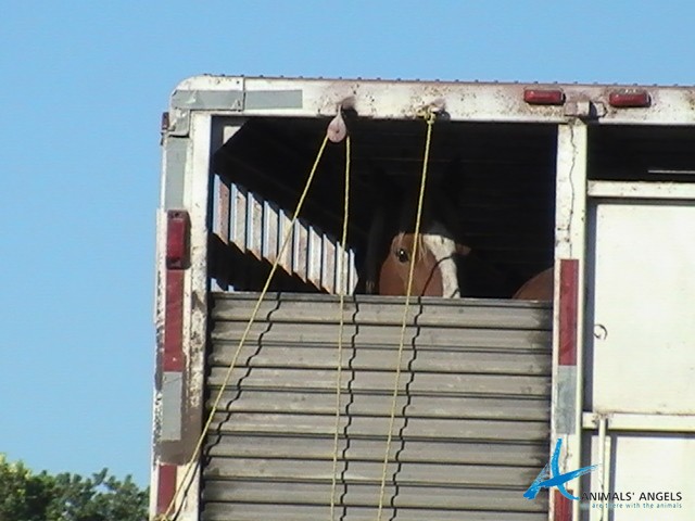 Slaughterbound Horse at the Mexican Border. AA Photo.