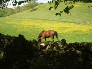 Horse in a field of buttercups in the English Cotswold countryside.
