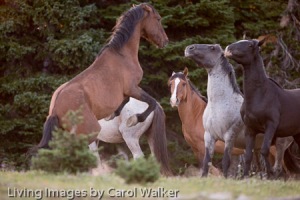 The older stallion Prince tries to fight others for a place in the trap. (C) LIVING IMAGES BY CAROL WALKER. 