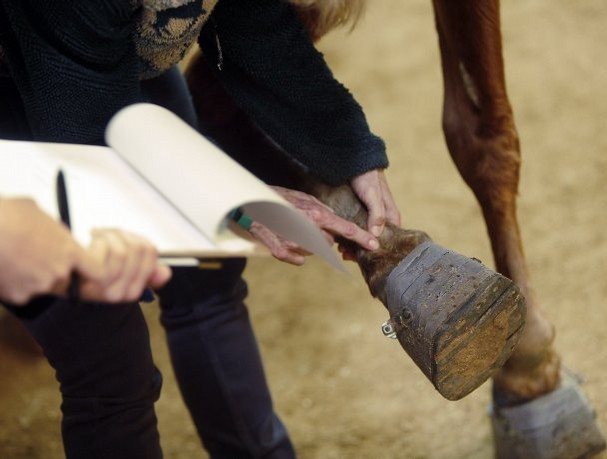 Horse soring inspection. HSUS image.