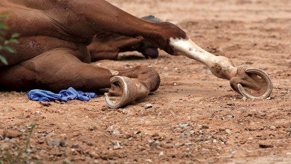 Racehorse dead in the dirt at NM racetrack. Photo: Jakob Schiller.