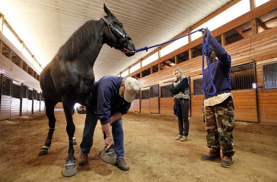 Tennessee Walking Horse is inspected for soring. HSUS image.