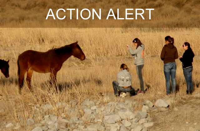 Take Action for the wild horses of Reno. Protect Mustangs image.