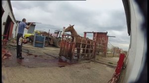 Failed racehorse shot for slaughter, Australia. Australian Broadcast Corporation image.