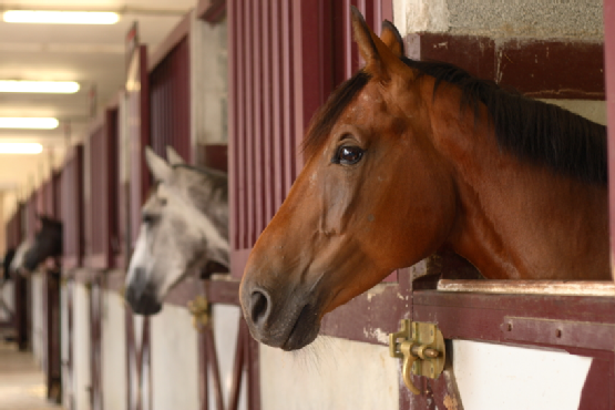 Thoroughbred Racehorses in Stalls. Google image.