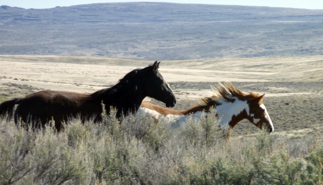 Twin Peaks Mustangs.  American Wild Horse Preservation Campaign.