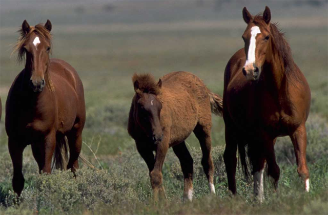 Wild horses Wyoming. Google image.