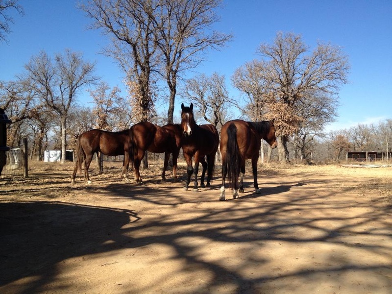 North Texas Horses. Photo: Kay Marie.