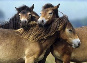 Exmoor pony horses are first to be imported in plans to protect landscapes and endangered wildlife.  Image: ČTK.