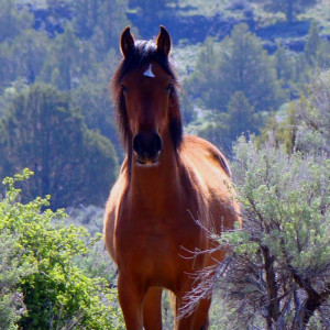 Wild horse in the brush. Google image. Photographer not specified.