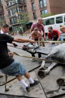 Salt Lake City carriage horse Jerry collapses in the high heat. Photo: Amy Meyer / Peta.