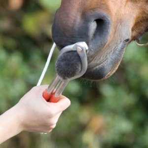 One form of horse twitch, used on the nose. Google image.
