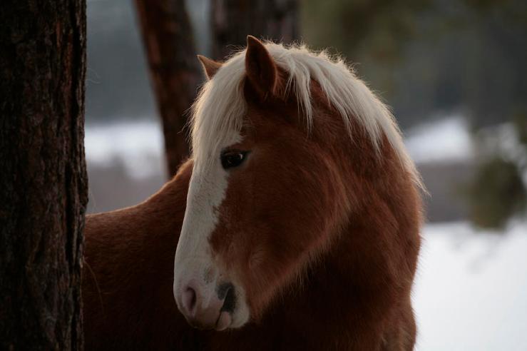 A Wild Horse In The Snow Covered Ochoco. Photo by Melissa Farlow.