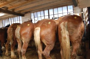Belgian horses tagged for slaughter for human consumption await export from Canada. Google image.