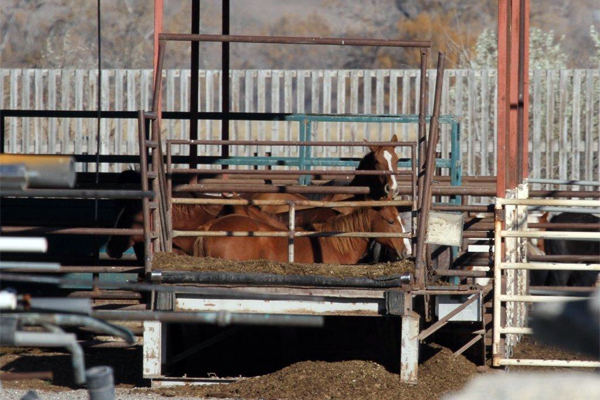 Pictured: Horses in Bouvry's slaughter pen, Fort MacLeod, Alberta, Canada.  Claude Bouvry is reportedly usin considerable resources lobbying regulators and lawmakers in both the US and the EU against any measure that would interfere with the horse meat industry in the NA.