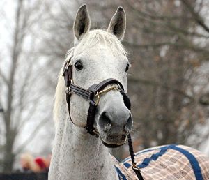 Newest retiree at Old Friends, Silver Charm who recently returned home from stud duty in Japan. Photo: Rick Capone.