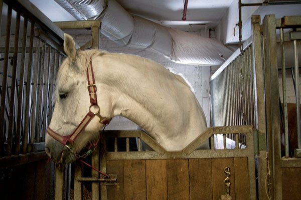 New York City carriage horse in cramped stall. Google image.