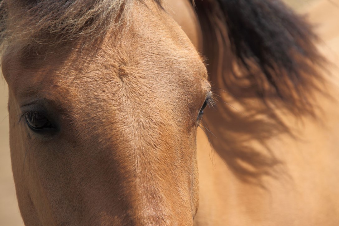 Celebrating the soulful eyes of the horse—The Look of Love.