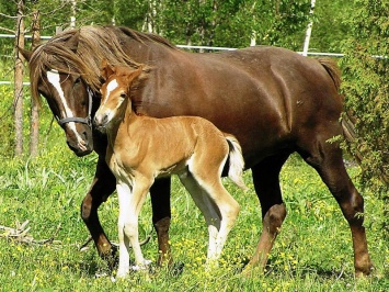 Mother's Day Mares and Foals
