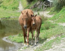 Mother's Day Mares and Foals