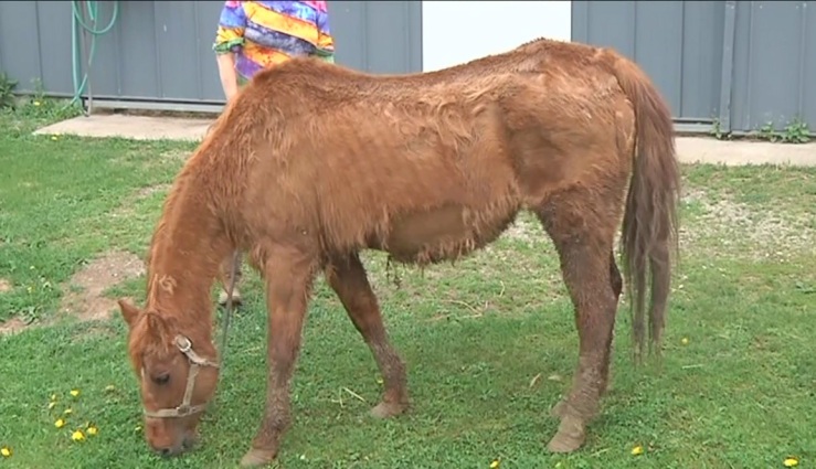 One of six Duluth horses rescued who were living in mud and taken in by Seeds of Hope Youth Ranch. Google image.