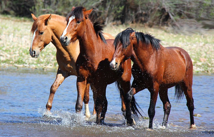 Respect 4 Horses/Courtesy of the Salt River Wild Horse Management Group