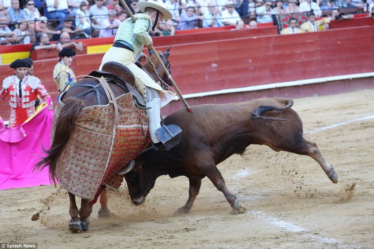 This is the terrible moment in Valencia, Spain when a horse was seriously injured during a bullfight after he was gored by the rampaging animal. Reported by the Daily Mail.