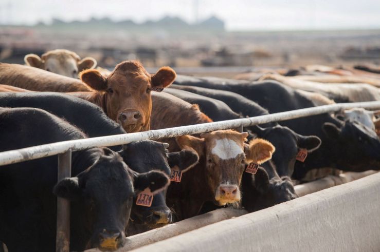 Cattle in a Cargill feedlot tagged for slaughter. Source: Omaha World-Herald.