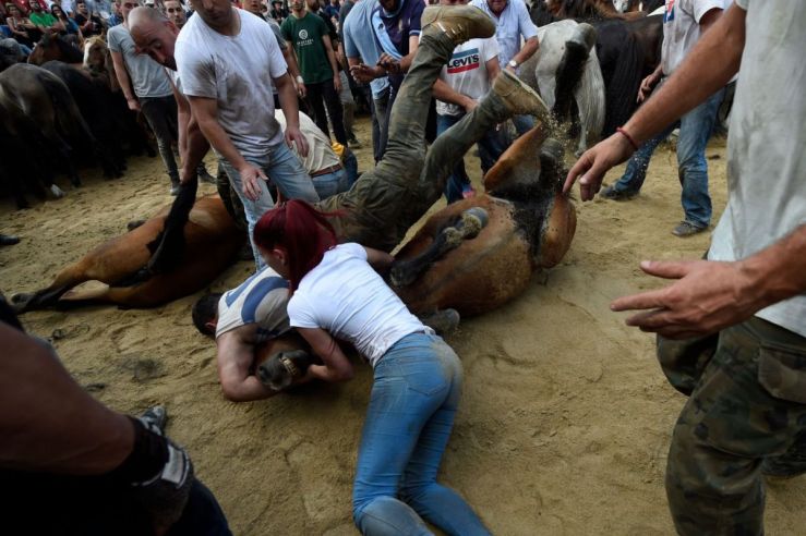 Some aloitadores struggle with a wild horse in the curro during the Rapa das Bestas traditional event in the Spanish northwestern village of Sabucedo, some 40km from Santiago de Compostela, northwestern Spain, on July 6, 2019. PHOTO: AFP