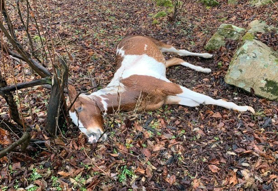 One of a reported 15 horses shot and killed in Eastern Kentucky, December, 2019.